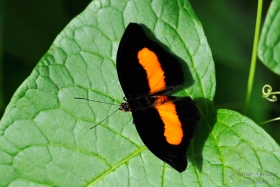 ECU0773