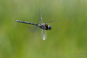 DSC5370-1