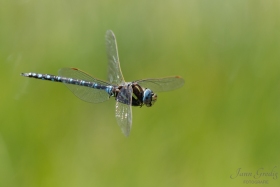 DSC5371