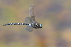DSC5325
